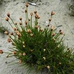 Juncus triglumis Habit