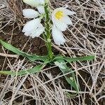 Chlorophytum tuberosum Blatt