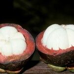 Garcinia mangostana 果實