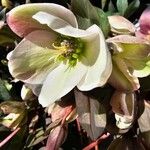 Helleborus nigerЦвят