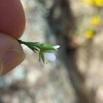 Minuartia recurva Flor