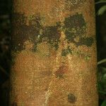 Spirotropis longifolia Corteza