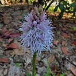 Orchis italicaBloem