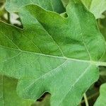 Solanum aethiopicum Blad