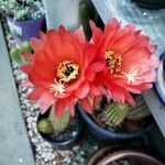 Echinopsis huascha Flor