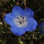 Nemophila menziesii Květ