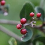 Psorospermum febrifugum Frucht