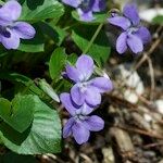 Viola × uechtritziana Staniste