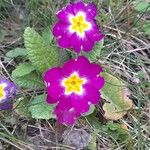 Primula vulgaris Λουλούδι