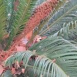 Cycas revoluta Meyve