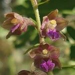 Epipactis atrorubens Blomma