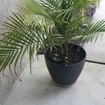 Ravenea rivularis 叶