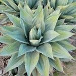 Agave ovatifolia G.D.Starr & VillarrealBlatt