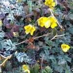 Potentilla crantzii Flor