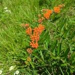 Asclepias tuberosa Žiedas