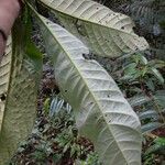 Tocoyena longiflora Leaf