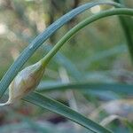 Allium narcissiflorum Casca