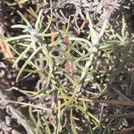 Helichrysum italicum Leaf