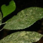 Cleidion castaneifolium Leaf