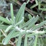 Lavandula angustifoliaList