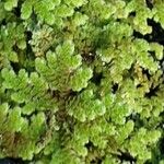 Azolla filiculoides برگ