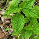 Laportea canadensis Leaf