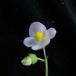 Begonia picta Агульны выгляд