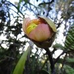 Pleurocalyptus pancheri Flor