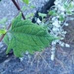 Sigesbeckia orientalis Leaf