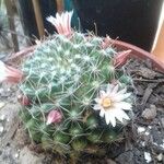 Mammillaria barbata Leht