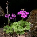 Primula rotundifolia