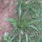 Plantago argenteaFrunză