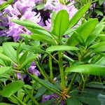 Rhododendron catawbiense Leaf