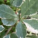 Eleutherococcus sieboldianus Leaf