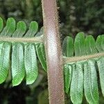 Thelypteris decussata Kabuk
