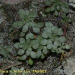 Sedum fragrans Elinympäristö