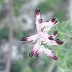 Fumaria muralis Fiore