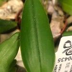 Cattleya intermedia Листок