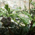 Bunium alpinum
