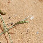 Farsetia stylosa Fruit