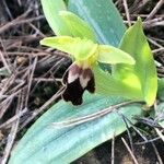 Ophrys fusca Blomst