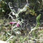 Vicia benghalensis Casca