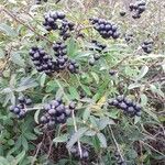 Ligustrum vulgare Fruit