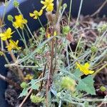 Ranunculus sardous Leaf