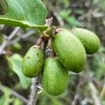 Ximenia americana Fruit