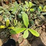 Rhododendron sinogrande Blad