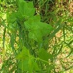 Echinocystis lobata Leaf