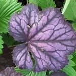 Heuchera sanguinea পাতা