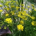 Foeniculum vulgareFlower