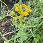 Tephroseris palustris Flower